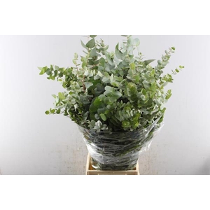 Euc Bridgesiana P Bs