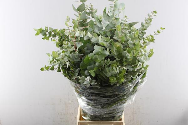 <h4>Euc Bridgesiana P Bs</h4>