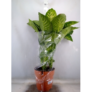 Dieffenbachia seg. 'Tropic Snow'