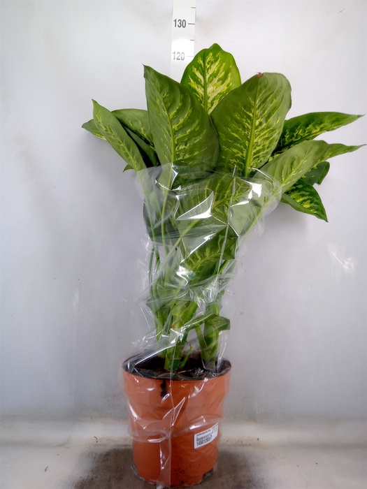 <h4>Dieffenbachia seg. 'Tropic Snow'</h4>