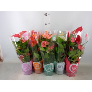 Anthurium   ...mix