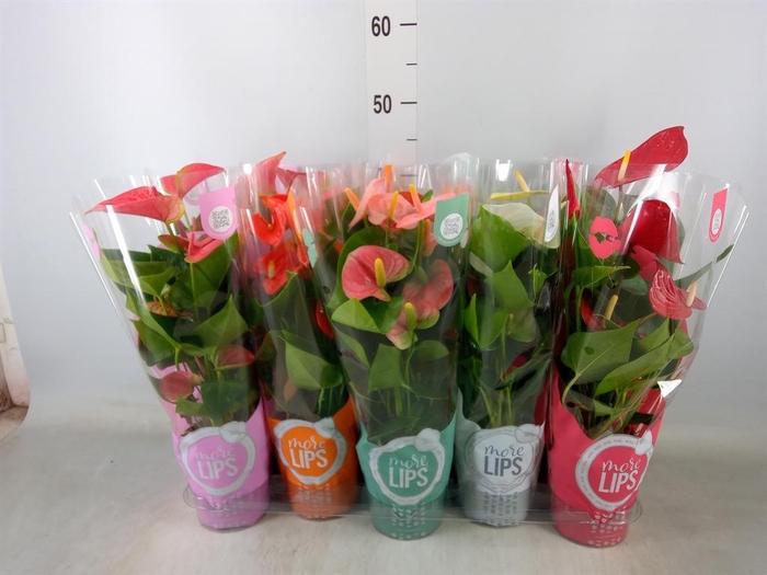 <h4>Anthurium   ...mix</h4>