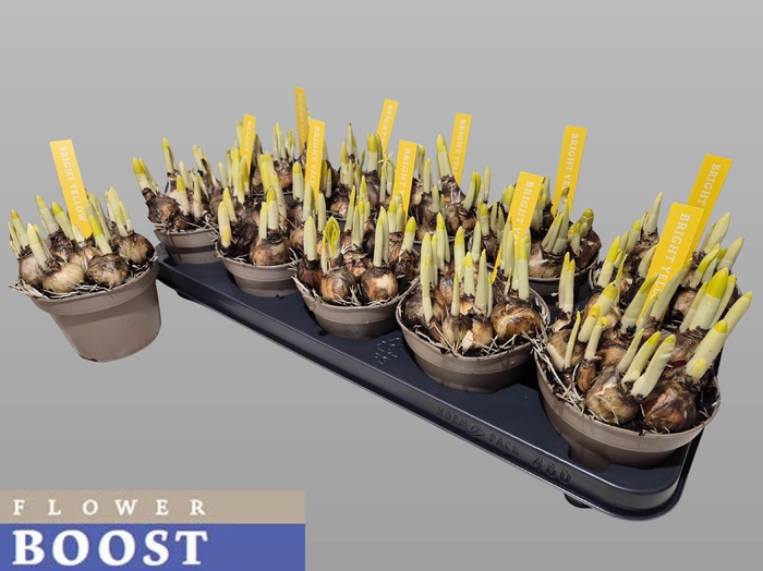 <h4>NARC O TETE A TETE</h4>