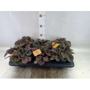 Peperomia