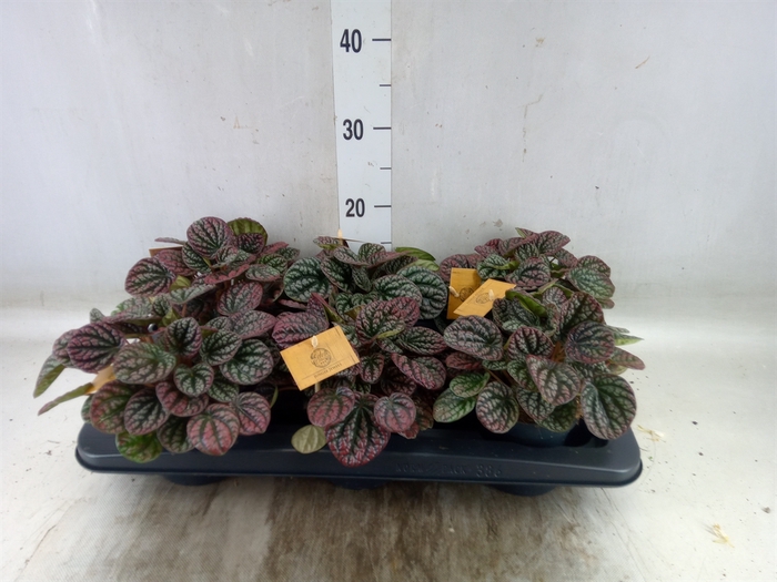 <h4>Peperomia</h4>