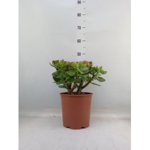 Crassula ovata 'Sunset'