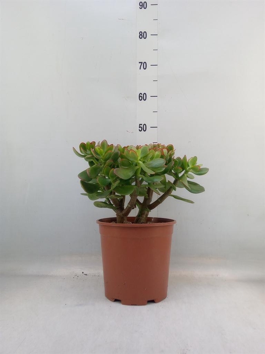 <h4>Crassula ovata 'Sunset'</h4>