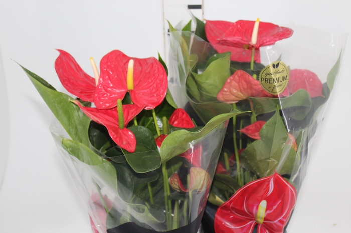 <h4>ANTHURIUM MICHIGAN P17 PREMIUM</h4>