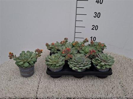 <h4>Echev Dondo</h4>