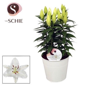 Oriental Wit 19cm ZINK