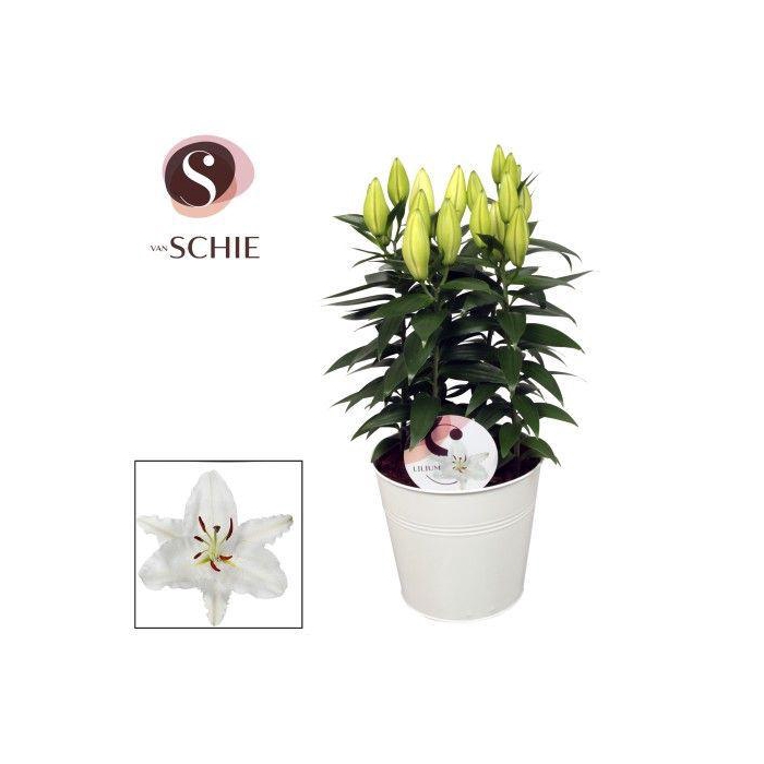 <h4>Oriental Wit 19cm ZINK</h4>