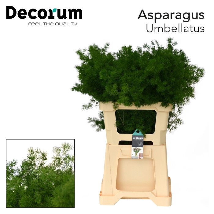 <h4>Asp umbellatus</h4>