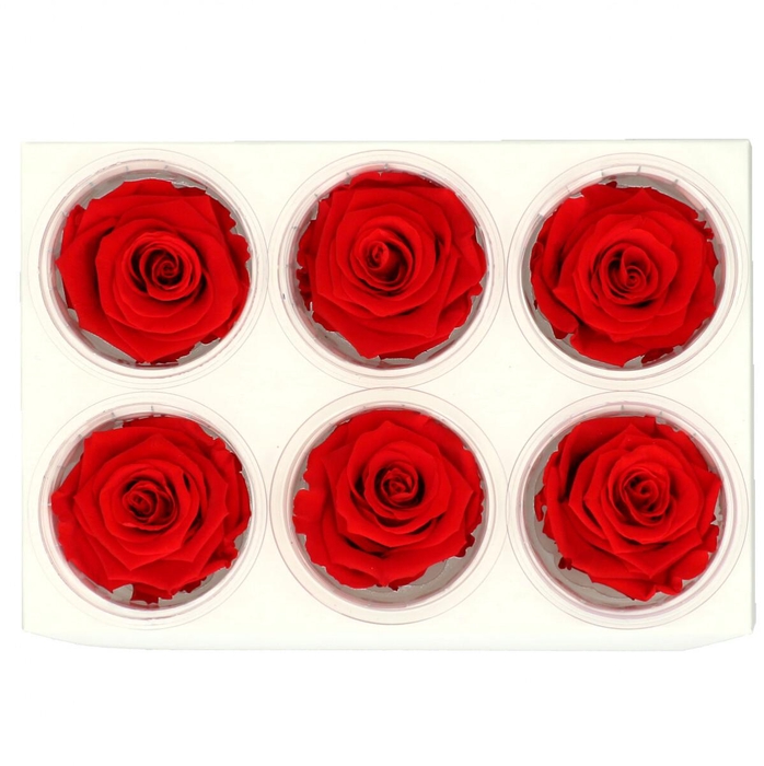 <h4>Preserved Rose 6cm</h4>