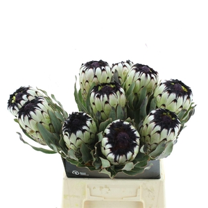 Protea Mag Niobe