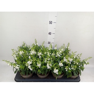 Angelonia  'Serena White'