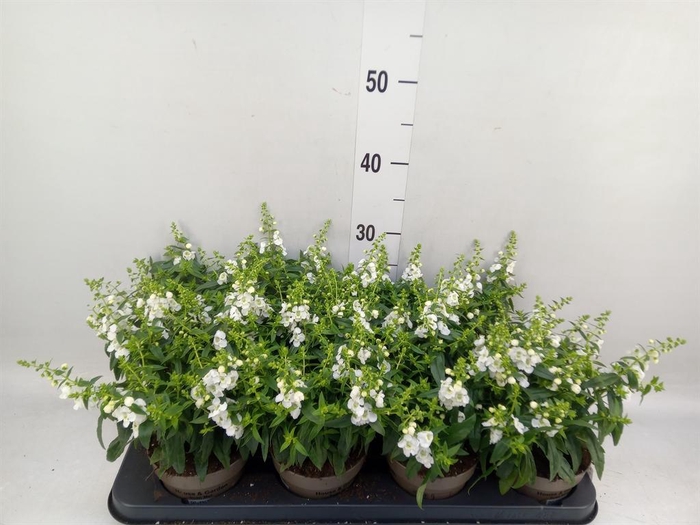 <h4>Angelonia  'Serena White'</h4>