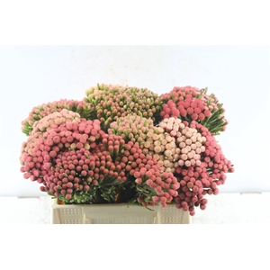 Kaaps Brunia La Red Xxl