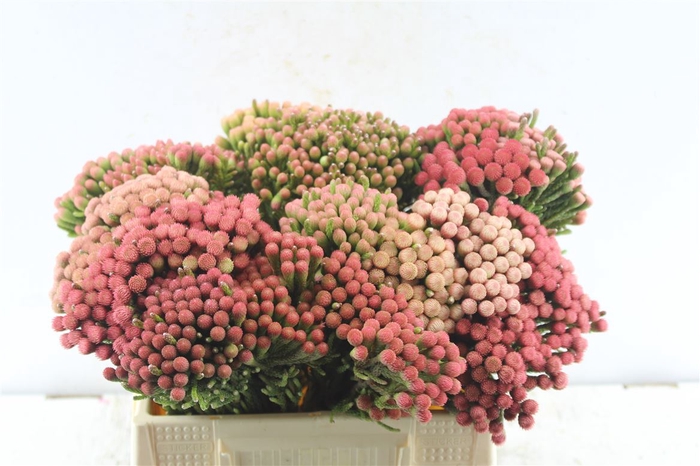 <h4>Kaaps Brunia La Red Xxl</h4>