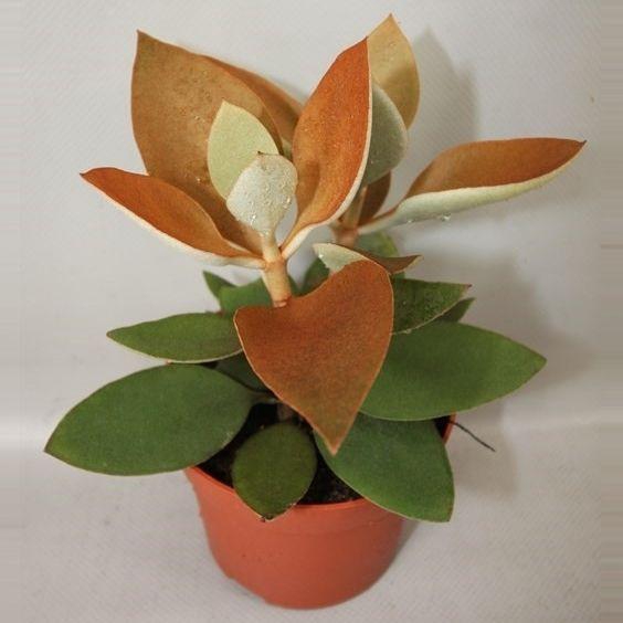 <h4>KALANCHOE ORGYALIS</h4>