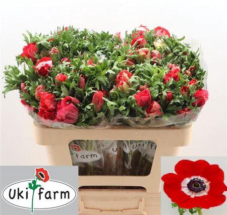 <h4>Anem Co Galil Rood</h4>