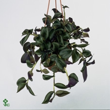 Tradescantia Little Hill
