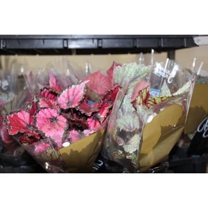 BEGONIA BELEAF P15 PO