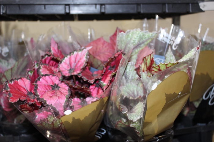 <h4>BEGONIA BELEAF P15 PO</h4>