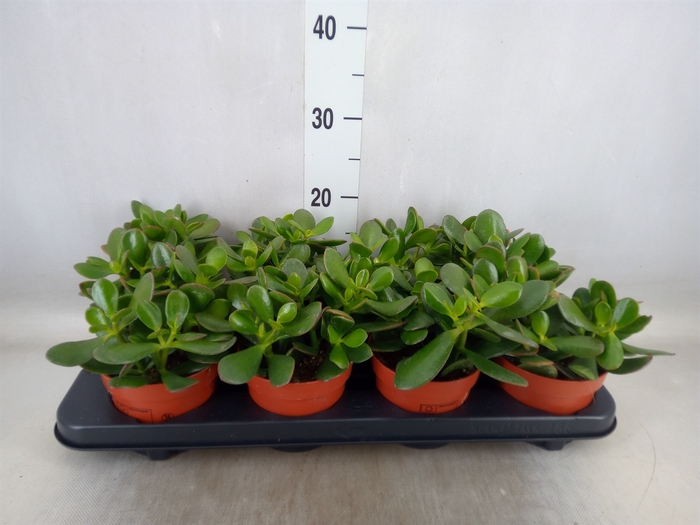 <h4>Crassula ovata</h4>