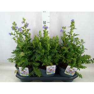 Polemonium caeruleum