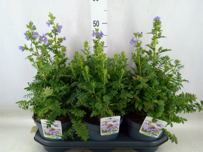 <h4>Polemonium caeruleum</h4>