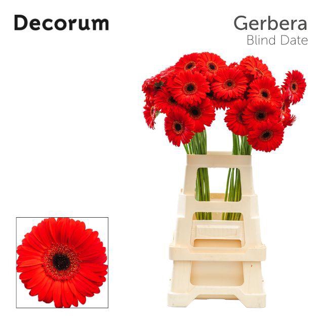 <h4>Gerbera Blinddate Water x40 Lang</h4>