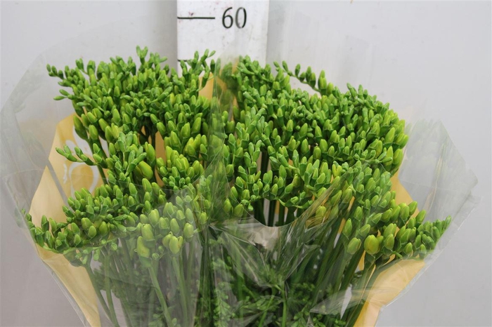 <h4>Fr En Serrada</h4>