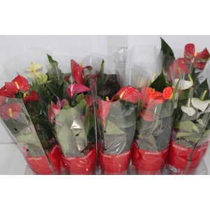 ANTHURIUM VARIADO P12