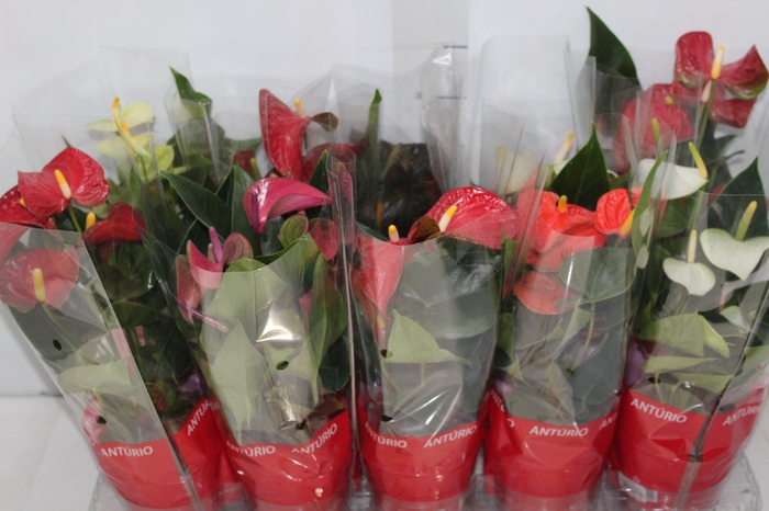 <h4>ANTHURIUM VARIADO P12</h4>