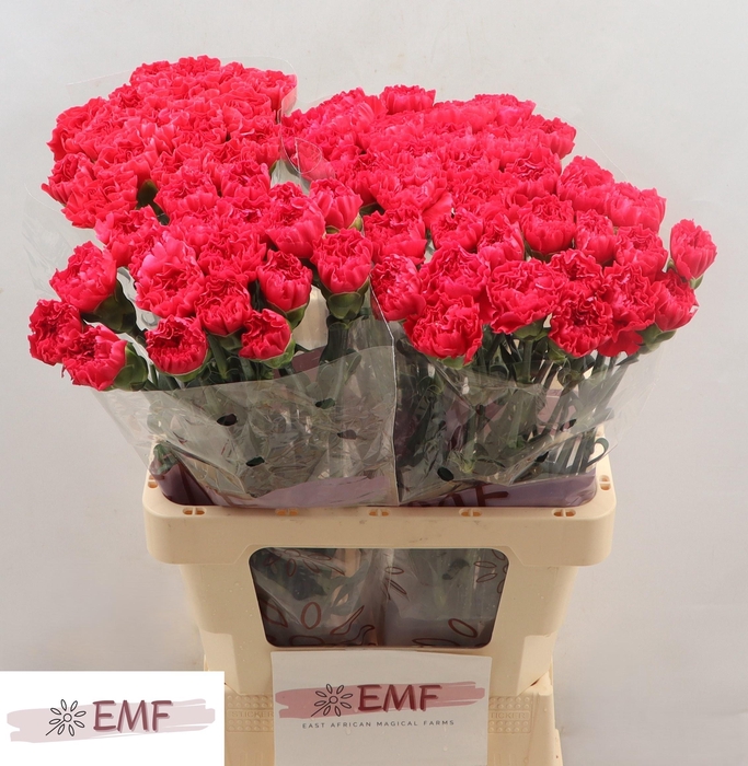 <h4>DI ST BIZET</h4>