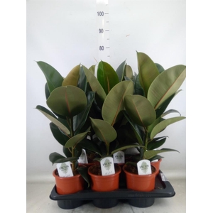 Ficus elastica 'Robusta'