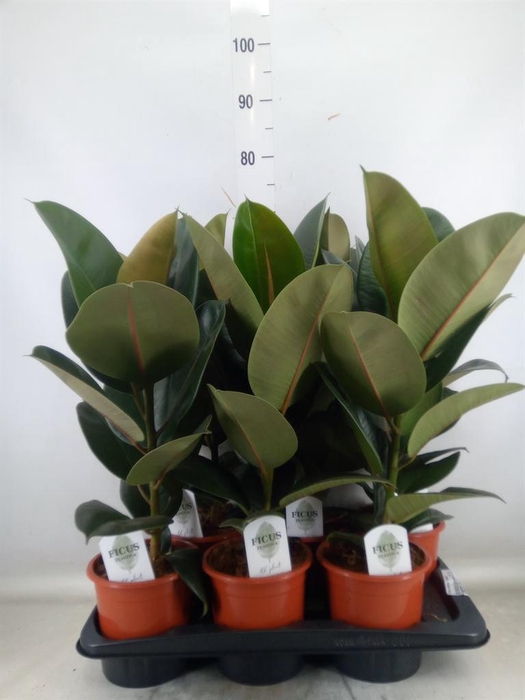 <h4>Ficus elastica 'Robusta'</h4>
