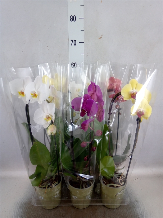 <h4>Phalaenopsis  'Elegant Cascade'</h4>