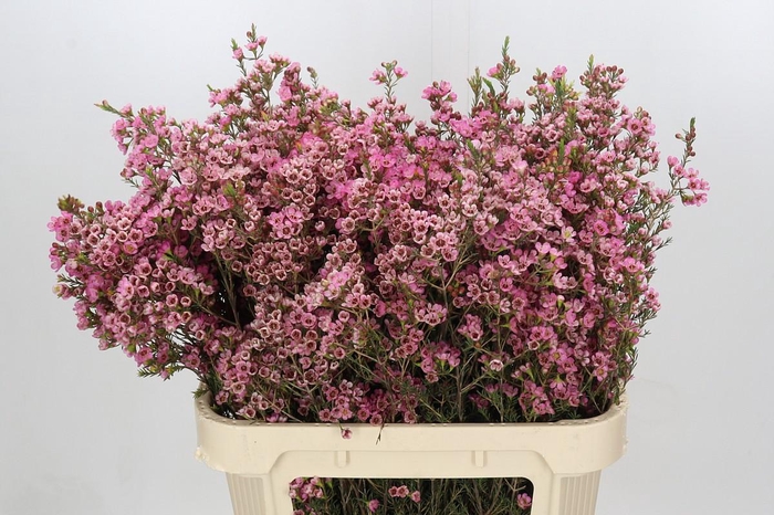 <h4>Chamelaucium Sarah's Delight</h4>