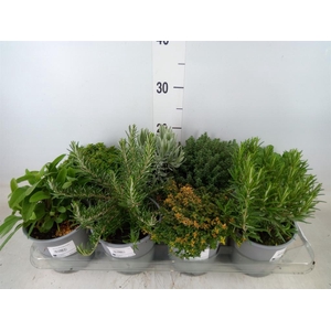 Tuinkruiden   ...mix