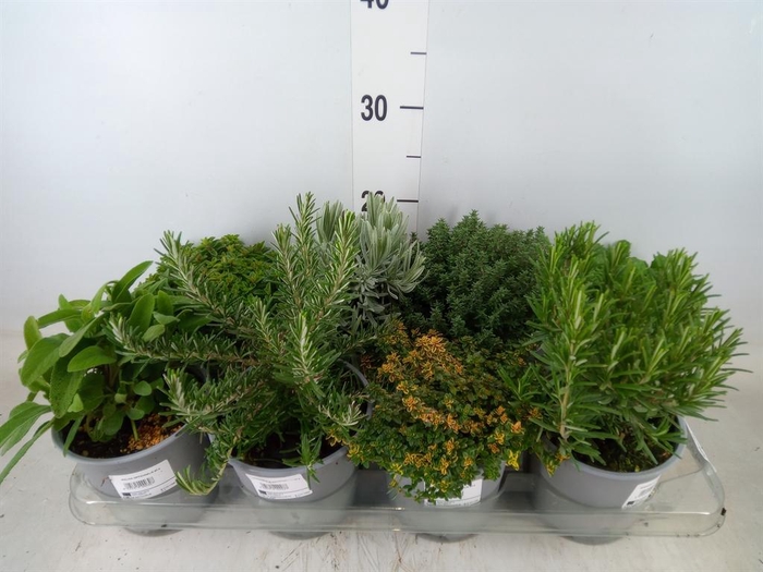 <h4>Tuinkruiden   ...mix</h4>