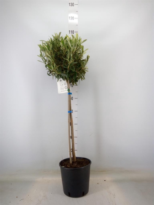 <h4>Olea europaea</h4>