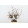 CHAENOMELES SUPERBA 050CM