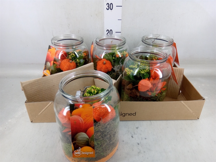 <h4>Planten  ..in schaal L%</h4>