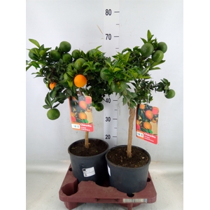 Citrus aurantifolia 'Chinotto'
