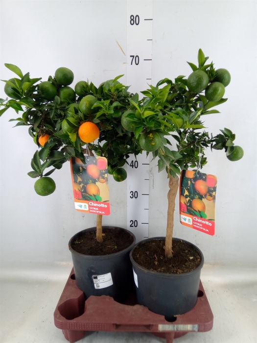 <h4>Citrus aurantifolia 'Chinotto'</h4>