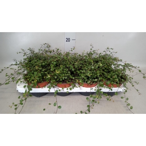 Muehlenbeckia com. 'Mao'ri'