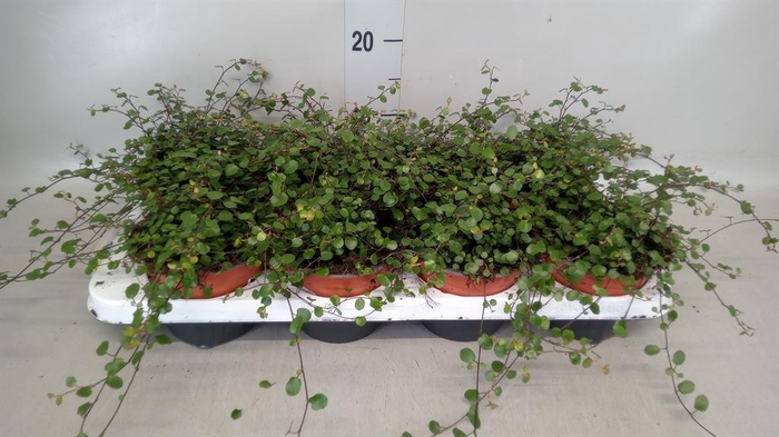 <h4>Muehlenbeckia com. 'Mao'ri'</h4>