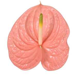 ANTH A KUDURO 24 13cm