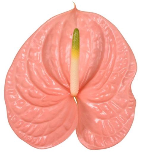 <h4>ANTH A KUDURO 24 Double Pack</h4>